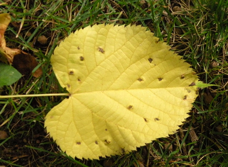 Patologia vegetale, fungo, myxo...?